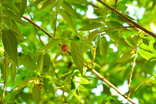 Muntingia calabura. Asian cherry fruit