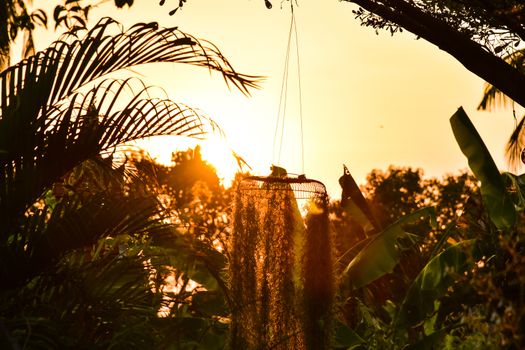 Sunset Golden Spanish Moss