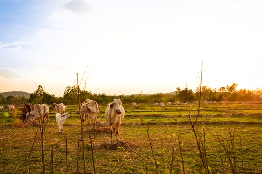 Cow grazing in a sunset meadow in Thailand.