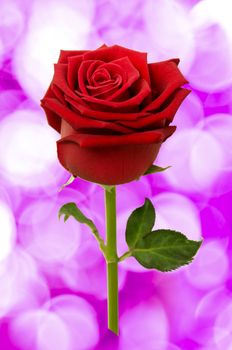 Red rose isolated on white background.