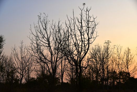 Dead tree in the sunset with a bright orange background