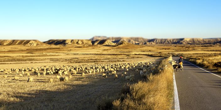 desert landscape. Shepherd and flock of sheep