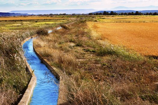 Irrigation water channel. Rural landscape wheat fields