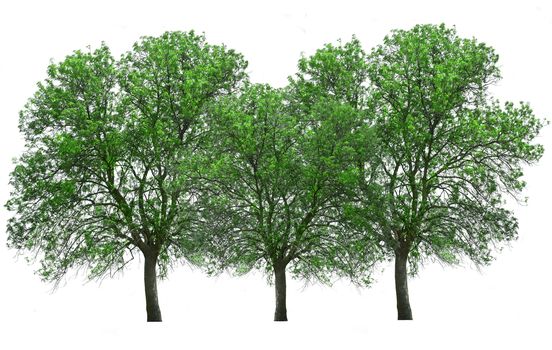 group of  trees isolated over white.green leaf