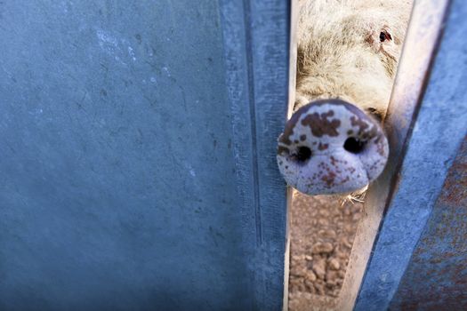 Farm animals. Pig nose behind the fence