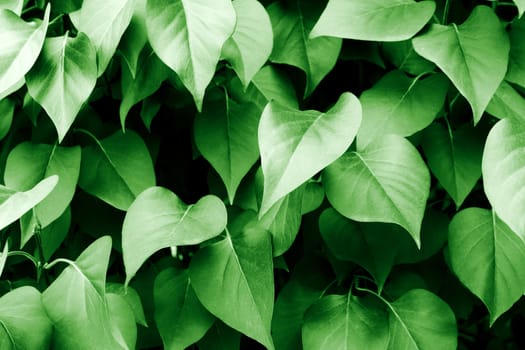 Nature background.Green leaves and vegetation
