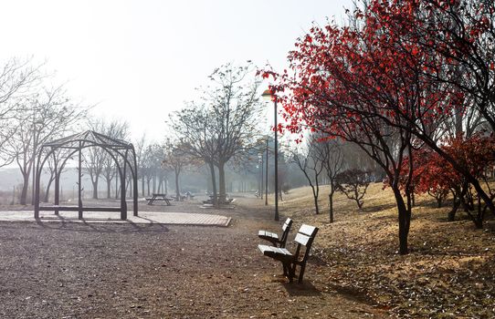Park scene. Autumn foggy landscape
