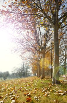 Autumn sunset in the park.Trees,leaves and sunlight