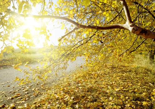 Autumn scenery. Yellow tree branch