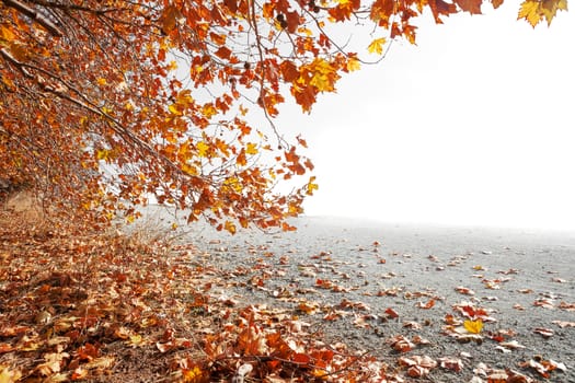 Autumn scenery. Orange tree branch and copyspace