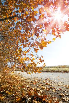 Idyllic autumn sunset landscape.Trees,leaves and sunlight