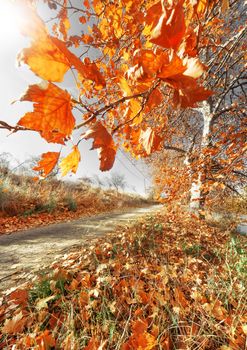 Autumn scenery. Orange tree branch
