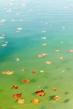 Abstract autumn image. Leaves in the water