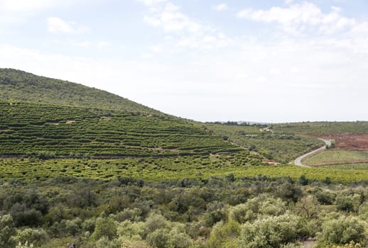 vineyard in portugal algarve area
