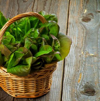 Bunch of Raw Crunchy Green and Red Butterhead Lettuce in Wicker Basket closeup on Rustic Wooden background