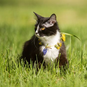   black cat playing on green grass lawn