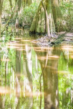 cypress forest and swamp of Congaree National Park in South Carolina