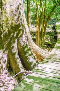 cypress forest and swamp of Congaree National Park in South Carolina