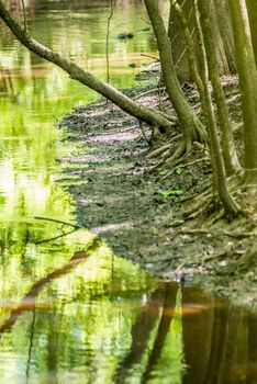 cypress forest and swamp of Congaree National Park in South Carolina