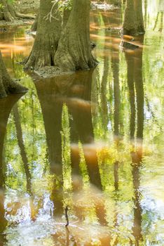 cypress forest and swamp of Congaree National Park in South Carolina