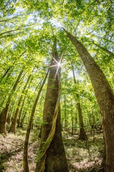 cypress forest and swamp of Congaree National Park in South Carolina