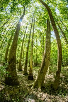 cypress forest and swamp of Congaree National Park in South Carolina