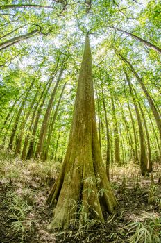 cypress forest and swamp of Congaree National Park in South Carolina