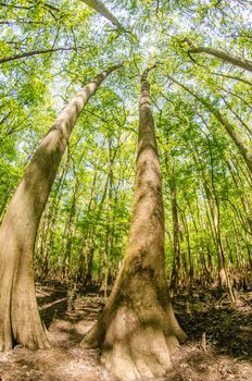 cypress forest and swamp of Congaree National Park in South Carolina