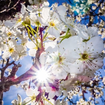 white cherry blossoms blooming in spring