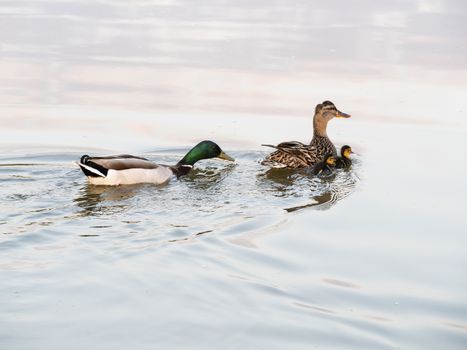 A family of water ducks on a lake