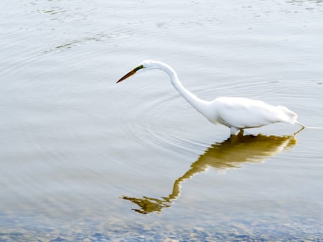 Closeup to a white heron on a lake