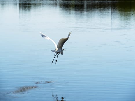 White heron taking off on a lake