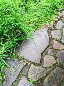 Garden path and green grass after the rain.