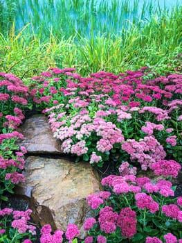 Blooming purple flowers near a lake with green grass.