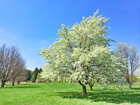White blooming tree in spring garden. Quebec, Canada.