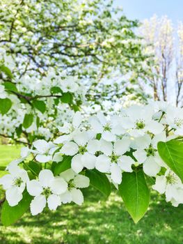 White blossom of apple trees. Spring garden.