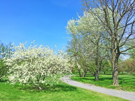 White blooming trees in spring park. Quebec, Canada.