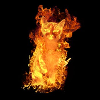 Mean cat in burning flames.