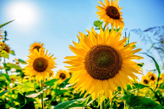 Sunflower field in middle of summer.