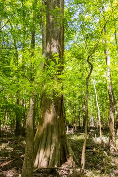 cypress forest and swamp of Congaree National Park in South Carolina