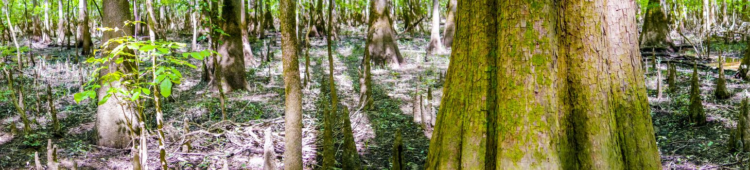 cypress forest and swamp of Congaree National Park in South Carolina