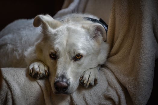 A lonely looking dog waits patiently on the couch for his master to come home from work.