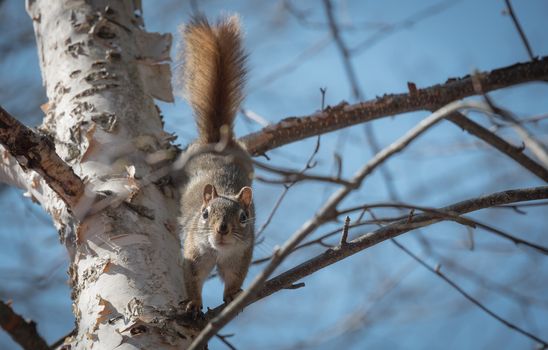 Mr. Red squirrel follows me around where he lives in the woods near a cottage.