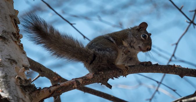 Mr. Red squirrel follows me around where he lives in the woods near a cottage.