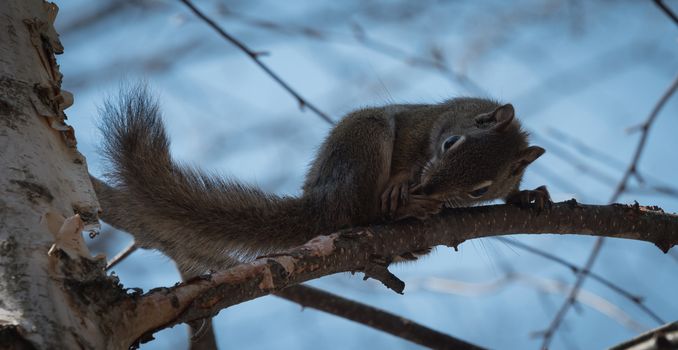 Mr. Red squirrel follows me around where he lives in the woods near a cottage.