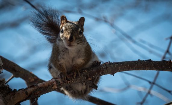 Mr. Red squirrel follows me around where he lives in the woods near a cottage.