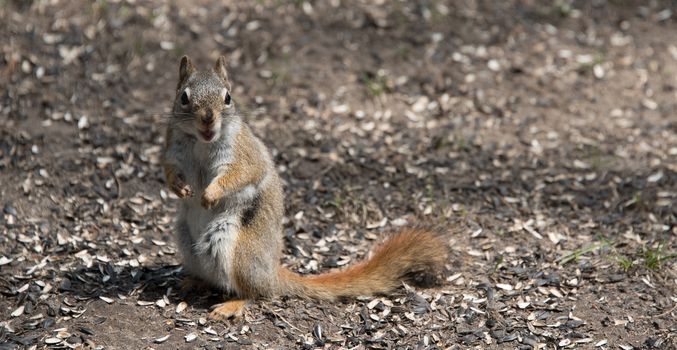 Mr. Red squirrel follows me around where he lives in the woods near a cottage.