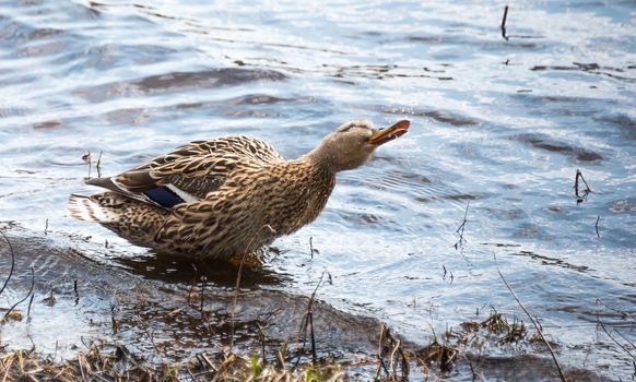 A female Mallard duck goes parading looking for a mate along the shoreline.