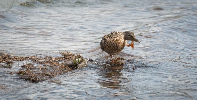 A female Mallard duck goes parading looking for a mate along the shoreline.