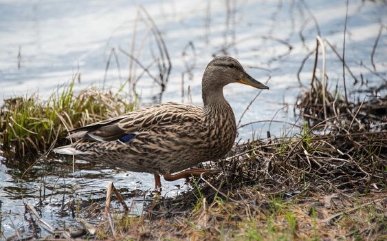 A female Mallard duck goes parading looking for a mate along the shoreline.